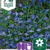 Nelson Garden Siemen Lobelia, Sini-, Emperor William -Piha myymälä FG4p67T 4ifBIeEHLaDoQm