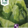 Nelson Garden Siemen Salaatti, Side-, Globus -Piha myymälä FISJab24qx BQ5QPs9OlrJ